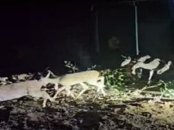 DEER