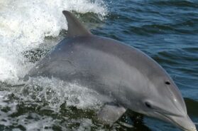 DOLFIN