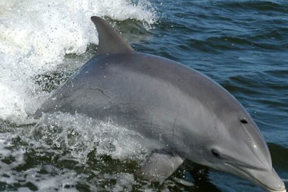 DOLFIN