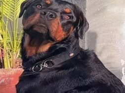 Dog
