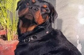 Dog