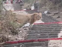 Lion, Palitana