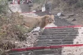 Lion, Palitana