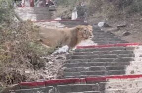 Lion, Palitana