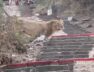 Lion, Palitana