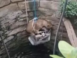 Rescue of LION Cub that fell into a well