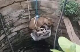 Rescue of LION Cub that fell into a well