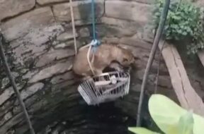 Rescue of LION Cub that fell into a well