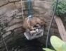Rescue of LION Cub that fell into a well