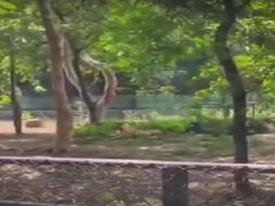 Sarathana zoo, Surat