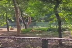 Sarathana zoo, Surat