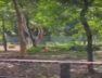 Sarathana zoo, Surat