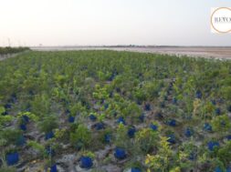 Greenery blooms in Dholera’s Kharapat thanks to innovative experiment of ‘drum plantation’