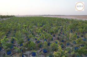Greenery blooms in Dholera’s Kharapat thanks to innovative experiment of ‘drum plantation’