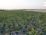 Greenery blooms in Dholera’s Kharapat thanks to innovative experiment of ‘drum plantation’