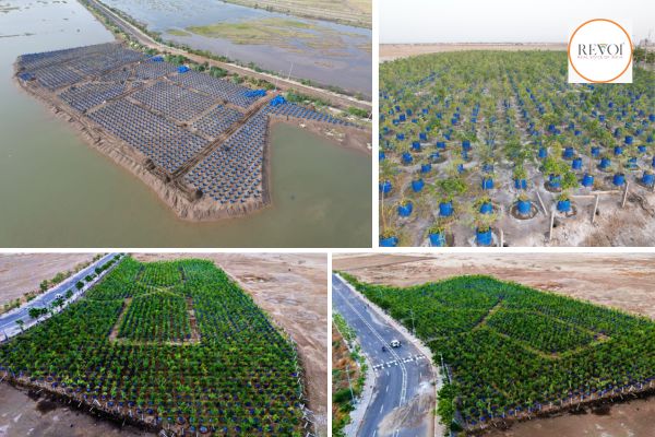 Greenery blooms in Dholera's Kharapat thanks to innovative experiment of 'drum plantation'