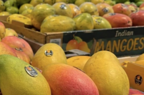 mango