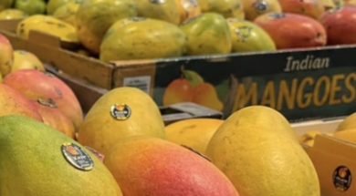 mango