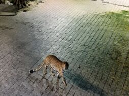 leopard