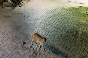 leopard
