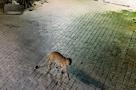 leopard