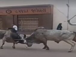 Bhuj, Bullfight
