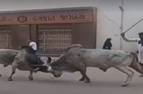 Bhuj, Bullfight