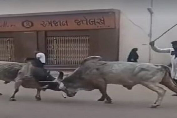 Bhuj, Bullfight