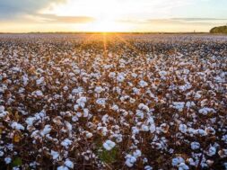 Cotton