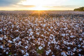 Cotton