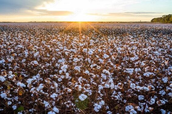 Cotton