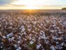 Cotton