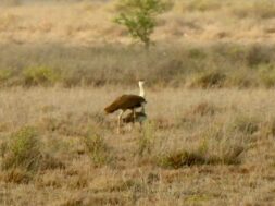Ghorad bird
