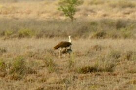 Ghorad bird