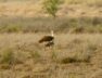 Ghorad bird