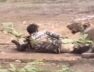 Lion Attack