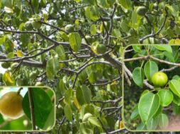 Flora: Manchineel tree, one of the most poisonous trees in the world