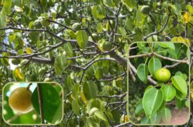 Flora: Manchineel tree, one of the most poisonous trees in the world