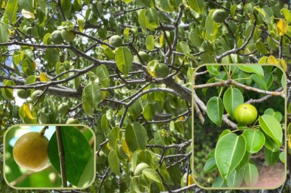Flora: Manchineel tree, one of the most poisonous trees in the world