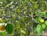 Flora: Manchineel tree, one of the most poisonous trees in the world