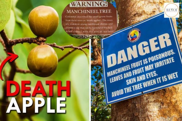 Flora: Manchineel tree, one of the most poisonous trees in the world