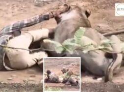 Why did the lion abandon its prey? The shocking science behind the palitana incident