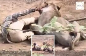 Why did the lion abandon its prey? The shocking science behind the palitana incident
