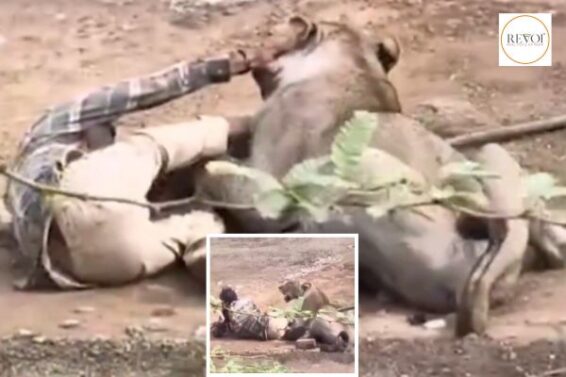 Why did the lion abandon its prey? The shocking science behind the palitana incident
