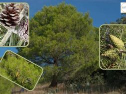 The Israeli flora is being destroyed by the Ellippo pine – Pinus helipensis