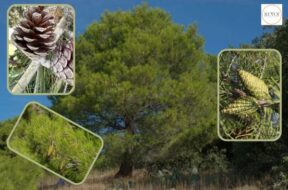 The Israeli flora is being destroyed by the Ellippo pine – Pinus helipensis