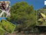 The Israeli flora is being destroyed by the Ellippo pine – Pinus helipensis