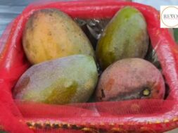 A Gujarat businessman bought a kilo of mango worth Rs 3.50 lakh from Uttar Pradesh for Rs 2.11 lakh after discount