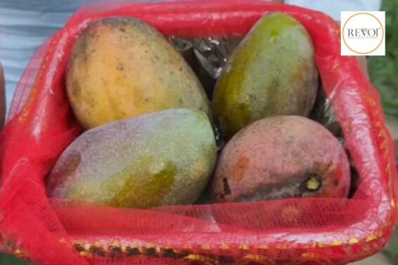 A Gujarat businessman bought a kilo of mango worth Rs 3.50 lakh from Uttar Pradesh for Rs 2.11 lakh after discount