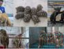 cbi raid